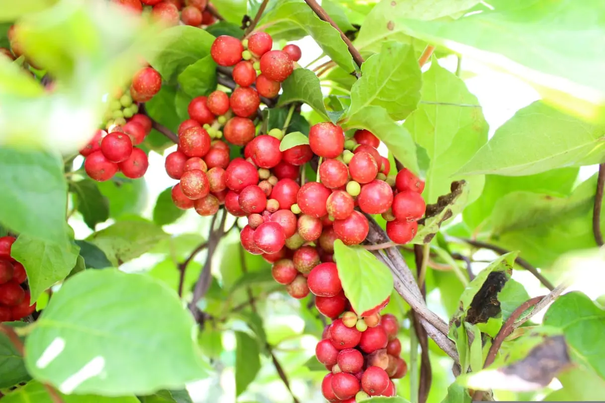 omija